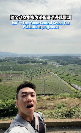 八女中央大茶園の写真