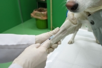 犬からの採血