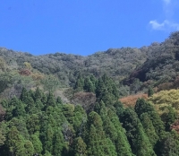 生息地となる広葉樹林