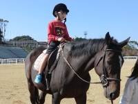 ホースセラピーの様子