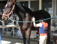 乗馬のあとは馬の世話も体験
