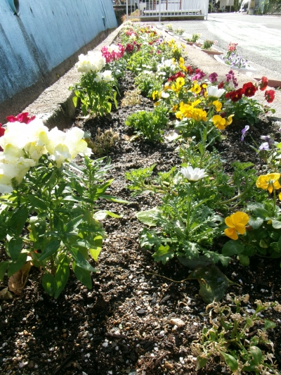 入部小学校 花壇写真