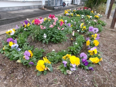 後藤寺小学校 花壇写真