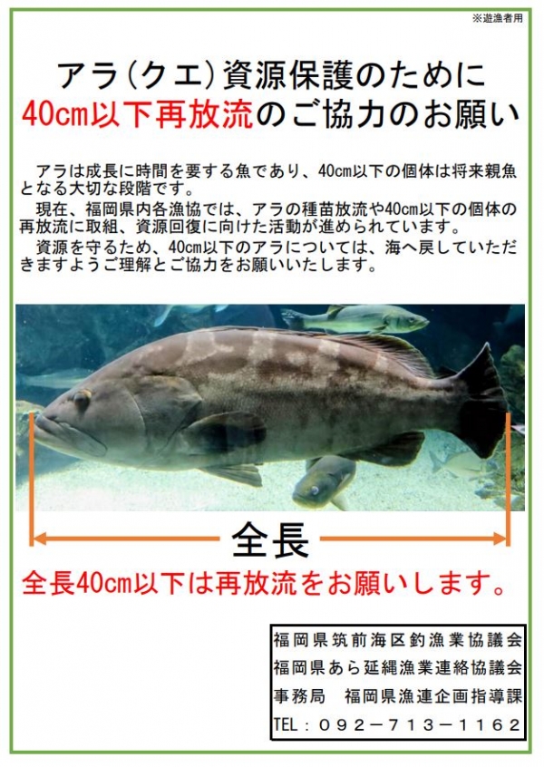 アラ(クエ)資源保護のために 40cm以下再放流のご協力のお願い