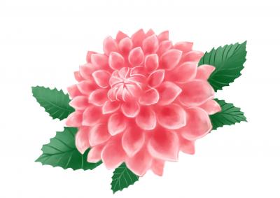 ダリアの花