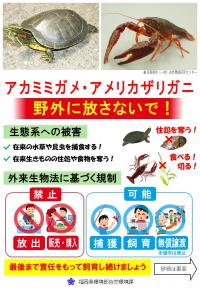 アカミミガメ