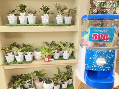 植物のガチャガチャ
