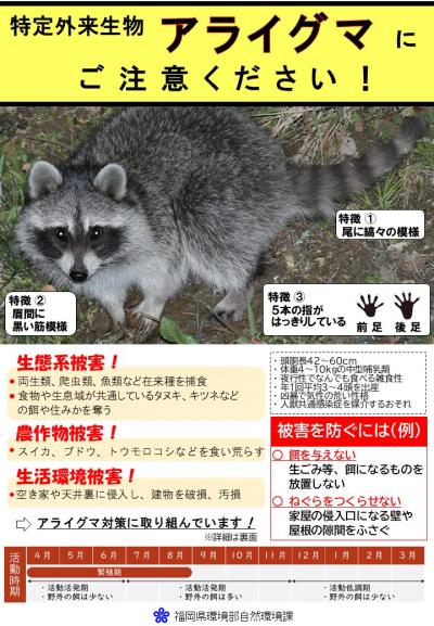 アライグマ表