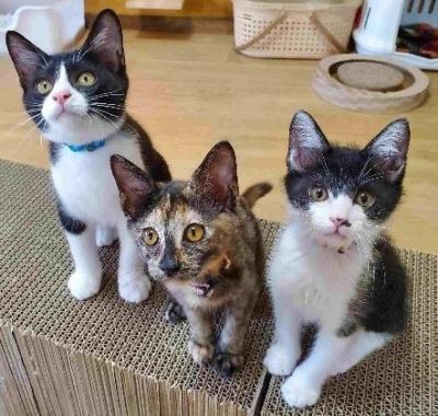 ３匹の子猫の画像