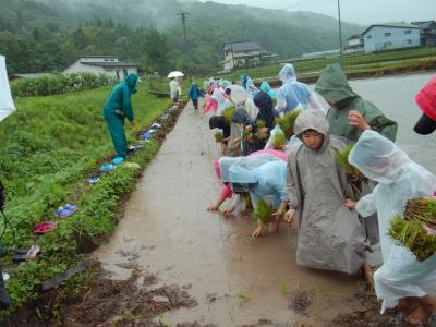 田植えをする小学生