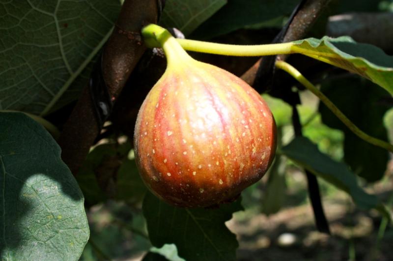 県育成品種イチジク「とよみつひめ」の果実が赤く熟して、樹に成っている写真です。