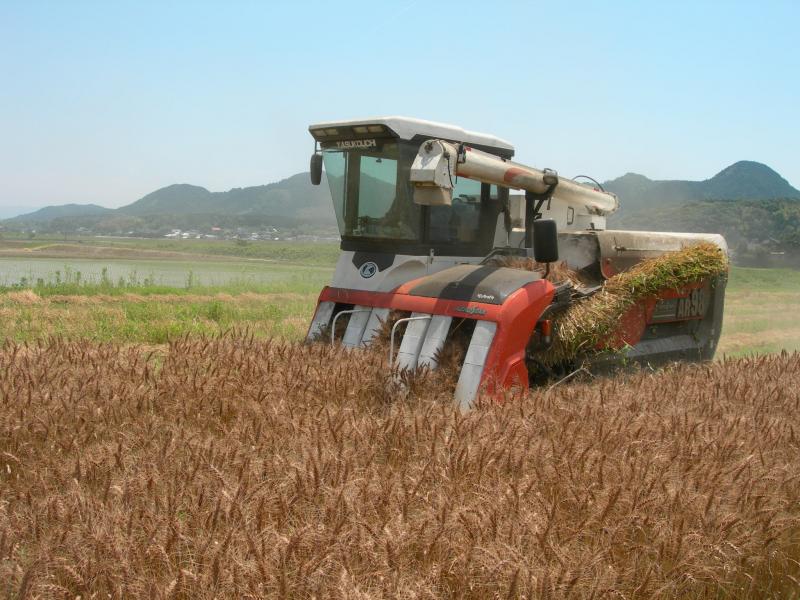 コンバインで小麦を収穫している風景の写真です。
