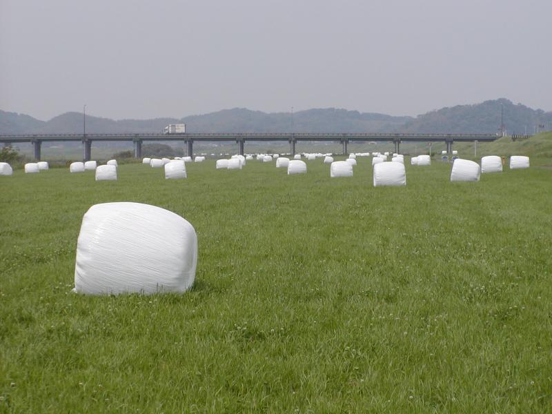 遠賀川河川敷草地の収穫風景です。　白いラップフイルムで梱包された牧草が転がっています。