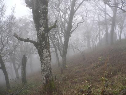 英彦山北岳付近霧のブナ林