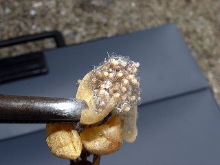セアカゴケグモの卵のうと孵化した子グモの写真です。