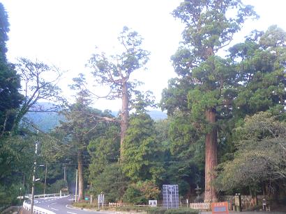 糸島市雷神社の観音スギ