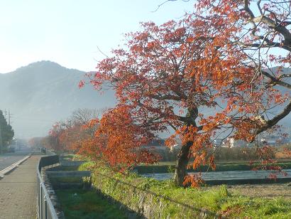 柳坂曽根のハゼ並木から眺める秋の兜山
