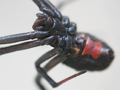 メスのセアカゴケグモを下から撮影した写真です。腹部腹面にも赤い模様があるのがわかります。