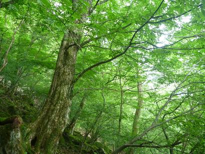 耶馬日田英彦山国定公園の写真です