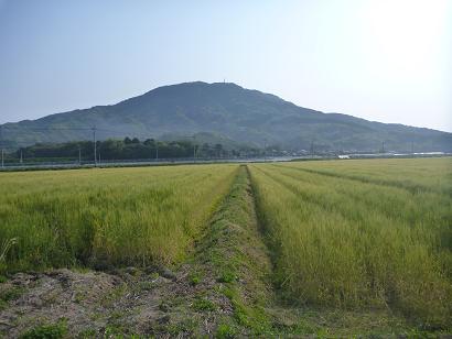 糸島市久家より眺める麦畑と可也山