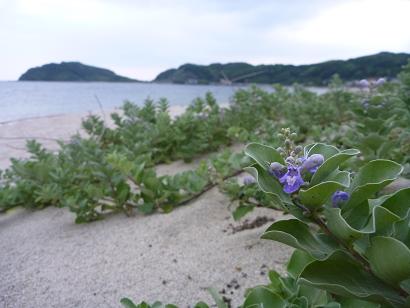 糸島市鹿家海岸、ハマゴウと串崎