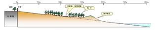 植林から１０年後のイメージ