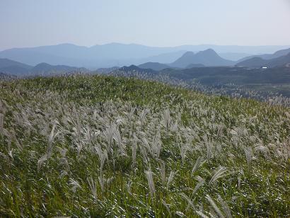 四方台付近のススキの原　遠景は香春岳、馬見山