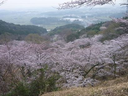 桜咲くみやこ町仲哀公園からの眺め