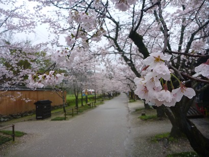 秋月城下、杉の馬場の桜並木