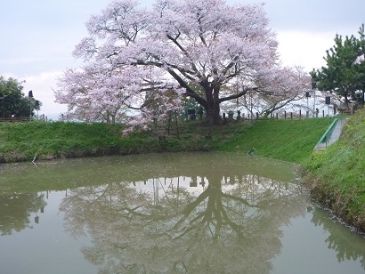 久留米市山本町耳納、浅井の一本桜