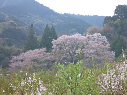 耳納山麓を彩る浅井の一本桜