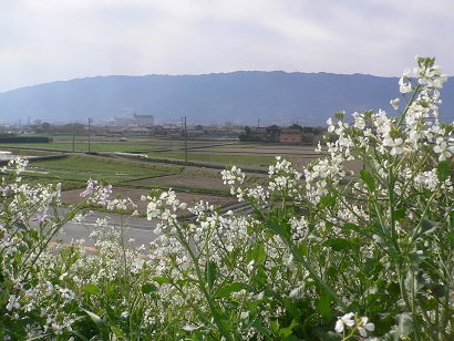 筑後川河畔両筑橋付近より見上げる耳納連山