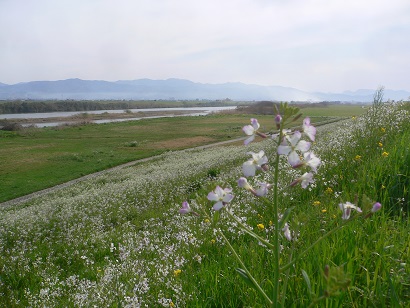 春の筑後川河川敷　両筑橋付近の写真です