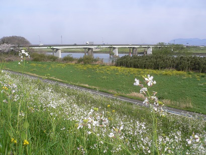 春の筑後川河川敷　両筑橋付近の写真です