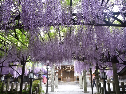 素戔嗚神社境内に広がる黒木の大藤