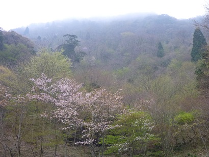 朝霧に霞むヤマザクラ咲く石割岳