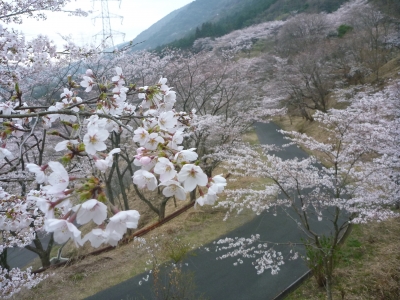 仲哀公園の桜並木の写真です