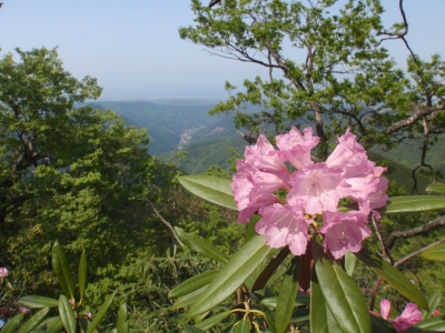 ５月の犬ヶ岳に咲くツクシシャクナゲの写真です