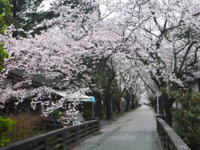 桜の咲く秋月「杉の馬場」の写真です