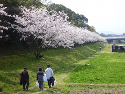 水城跡の桜並木の写真です