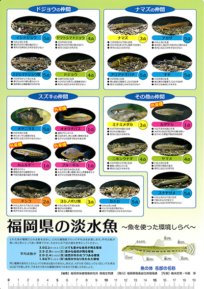 福岡県の淡水魚表