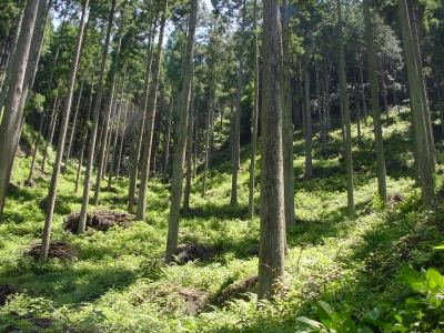 整備が実施された森林の写真です。