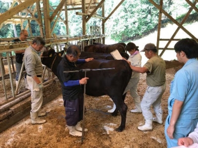繁殖雌牛の集合審査をしている写真です。体型、資質の審査を行います。　