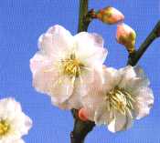 県の花の梅の画像です