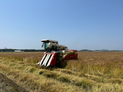 麦の収穫作業の様子
