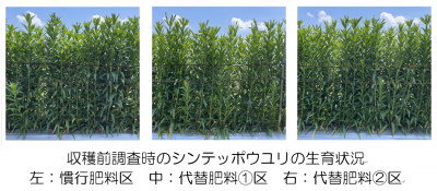 収穫前調査時のシンテッポウユリの生育状況　左の写真：慣行肥料区　中央の写真：代替肥料(1)区　右の写真：代替肥料(2)区