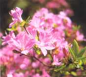 県の木のつつじの画像です