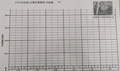イチゴの 生育の推移 を記録するシート