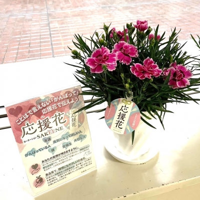 応援花の鉢と紹介パネルのアップ写真