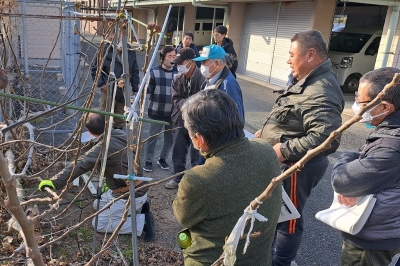 リフレッシュせん定の仕方を実演